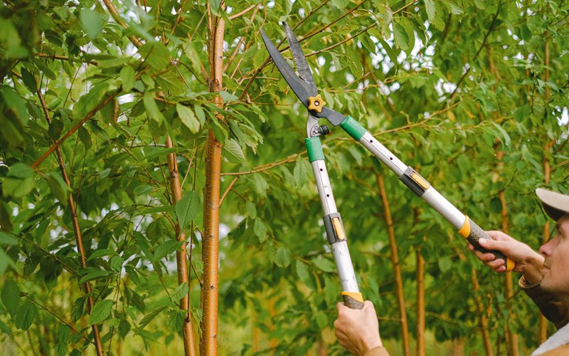 Tree trimming in Arcanum, OH